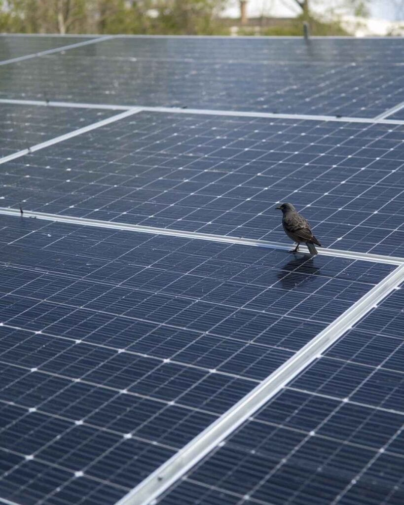 Solar Panel Bird Proofing in Palm Springs CA